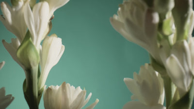 Spring Bouquet Eau De Parfum 50ml - Niche Unisex Perfume for Men and Women